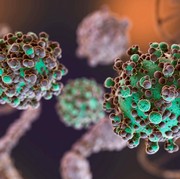 Mengenal Hantavirus: Penyebab, Gejala, dan Cara Penanganannya
