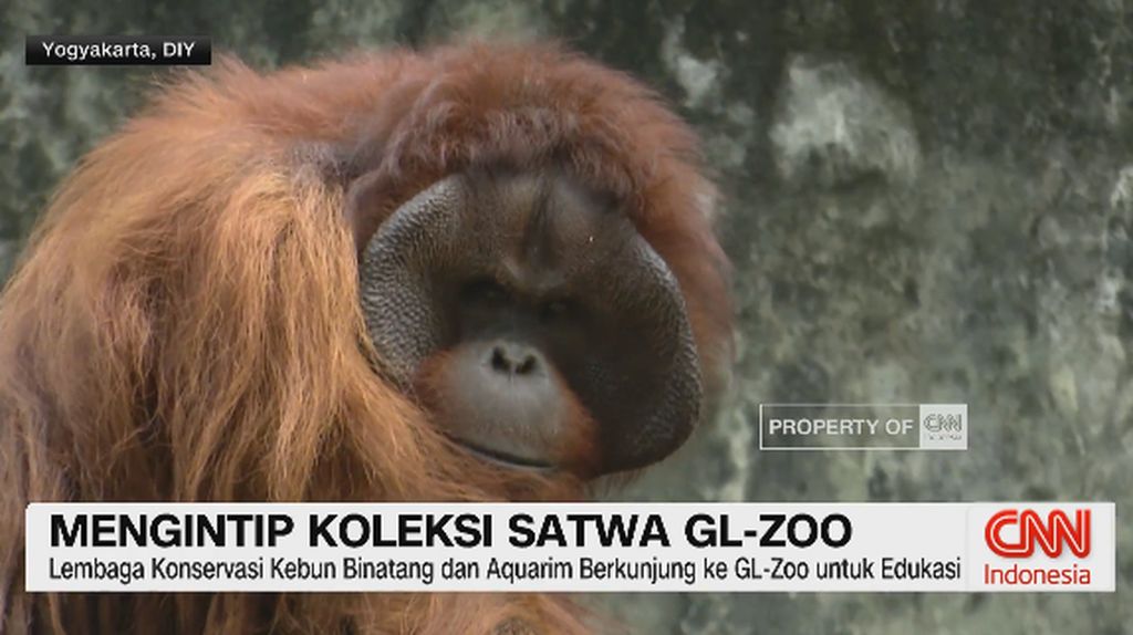VIDEO: Mengintip Koleksi Satwa GL-Zoo