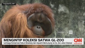 VIDEO: Mengintip Koleksi Satwa GL-Zoo
