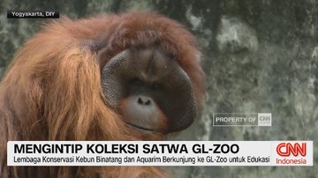 VIDEO: Mengintip Koleksi Satwa GL-Zoo