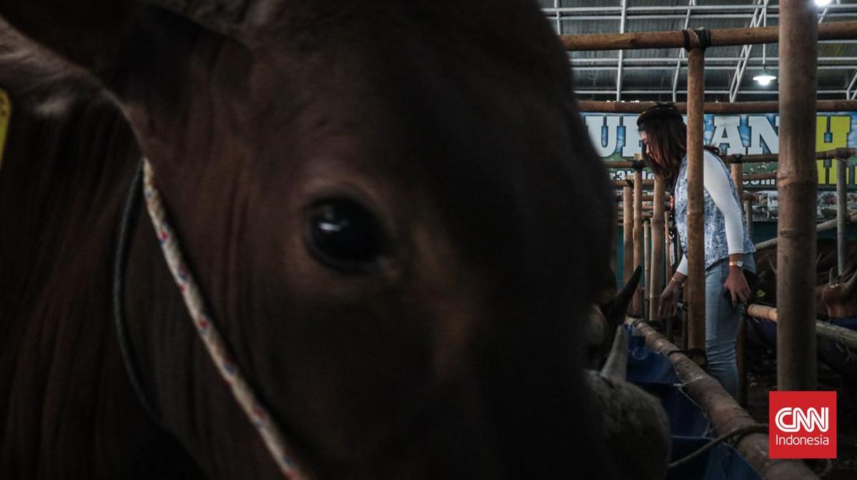 Sapi Kurban Masuk Gorong-Gorong di Pulogadung, Damkar Turun Tangan