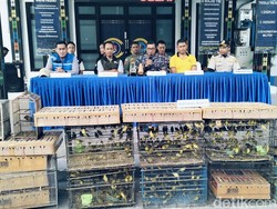 TNI AL Gagalkan Penyelundupan 1.000 Burung Kicau di Labuan Bajo