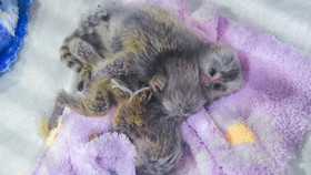 Barantin Gagalkan Penyelundupan Kadal dan Marmoset dari Thailand