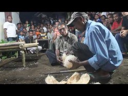 Lewak Tapo, Ritual Mengungkap Kematian Tak Wajar bagi Suku Lamaholot