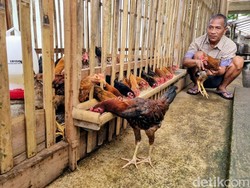 Peternak Ponorogo Kembangkan Budidaya Ayam Sengkuni, Ini Keunggulannya