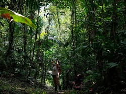 Peran Pasar Karbon dalam Melindungi Hutan dan Memulihkan Ekosistem