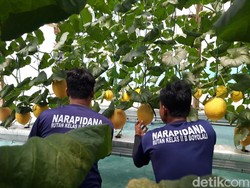 Unik! Wisata Petik Melon di Rutan Boyolali, Sensasi Panen Buah Dikawal Petugas