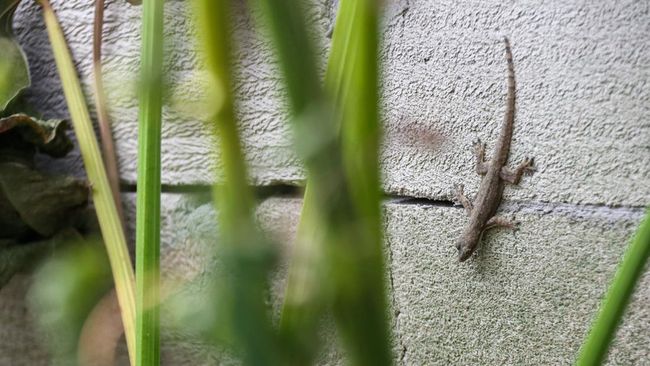 Mengapa Cicak Sering Muncul saat Musim Kemarau? Ini Penjelasan Ilmiahnya