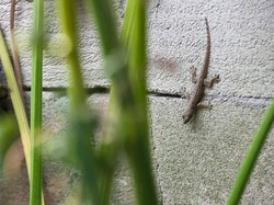 5 Cara Mengusir Cicak dari Rumah dengan Bahan Alami
