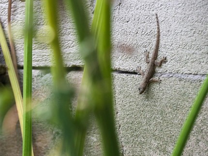 Mengapa Cicak Sering Muncul saat Musim Kemarau? Ini Penjelasan Ilmiahnya