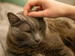 11 Tips Menjaga Kesehatan Kucing Tua agar Panjang Umur dan Lahap Makan