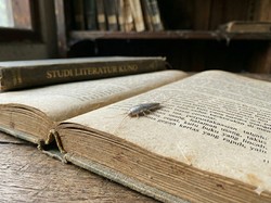 10 Cara Mengatasi Kutu Buku Alias Gegat yang Hobi Merusak Barang-Bikin Alergi