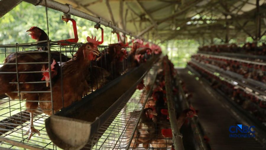 Peternak ayam ras petelur mengumpulkan telur di Peternakan Bumdes Karya Mandiri, Kalisuren, Kabupaten Bogor, Jawa Barat, Senin (11/5/2026). Pelaku upaya peternakan sekarang menghadapi tekanan dobel akibat lonjakan nilai pakan di tengah anjloknya nilai ju
