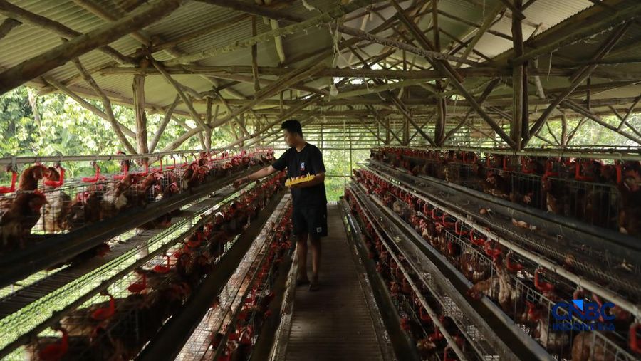 Peternak ayam ras petelur mengumpulkan telur di Peternakan Bumdes Karya Mandiri, Kalisuren, Kabupaten Bogor, Jawa Barat, Senin (11/5/2026). Pelaku upaya peternakan sekarang menghadapi tekanan dobel akibat lonjakan nilai pakan di tengah anjloknya nilai ju