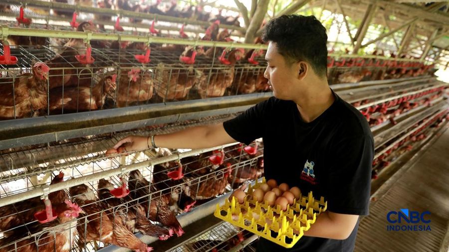 Peternak ayam ras petelur mengumpulkan telur di Peternakan Bumdes Karya Mandiri, Kalisuren, Kabupaten Bogor, Jawa Barat, Senin (11/5/2026). Pelaku upaya peternakan sekarang menghadapi tekanan dobel akibat lonjakan nilai pakan di tengah anjloknya nilai ju