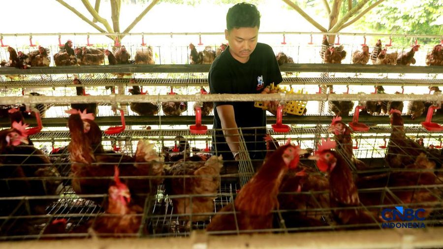 Peternak ayam ras petelur mengumpulkan telur di Peternakan Bumdes Karya Mandiri, Kalisuren, Kabupaten Bogor, Jawa Barat, Senin (11/5/2026). Pelaku upaya peternakan sekarang menghadapi tekanan dobel akibat lonjakan nilai pakan di tengah anjloknya nilai ju