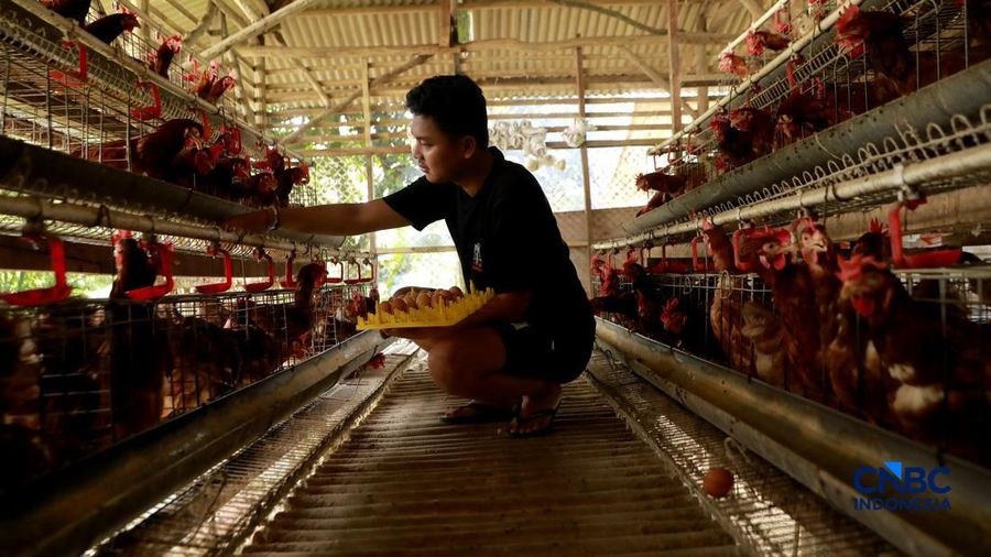 Peternak ayam ras petelur mengumpulkan telur di Peternakan Bumdes Karya Mandiri, Kalisuren, Kabupaten Bogor, Jawa Barat, Senin (11/5/2026). Pelaku upaya peternakan sekarang menghadapi tekanan dobel akibat lonjakan nilai pakan di tengah anjloknya nilai ju