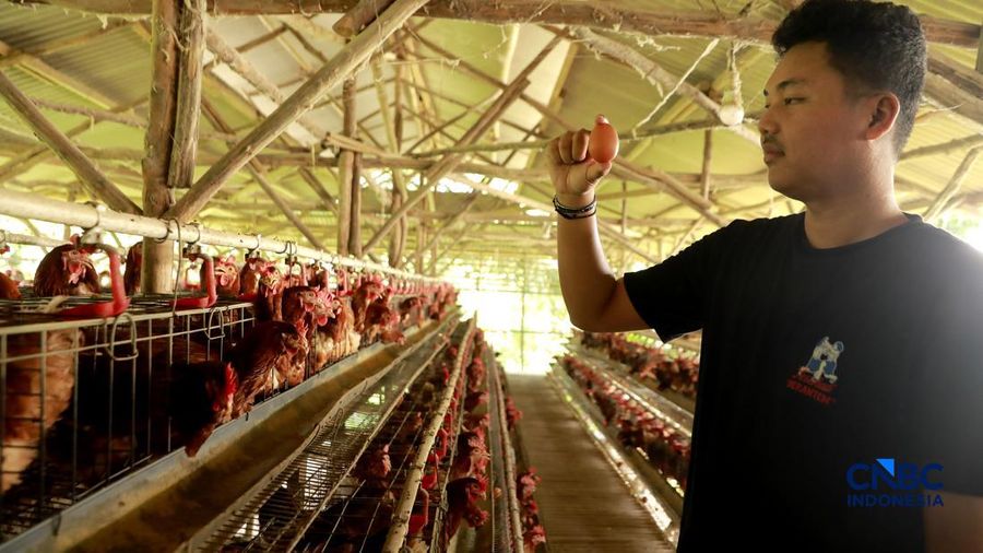 Peternak ayam ras petelur mengumpulkan telur di Peternakan Bumdes Karya Mandiri, Kalisuren, Kabupaten Bogor, Jawa Barat, Senin (11/5/2026). Pelaku upaya peternakan sekarang menghadapi tekanan dobel akibat lonjakan nilai pakan di tengah anjloknya nilai ju