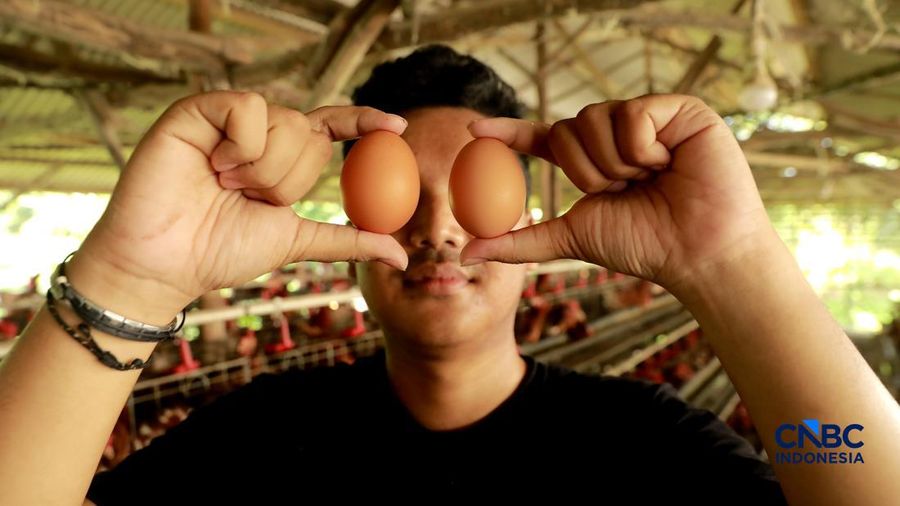 Peternak ayam ras petelur mengumpulkan telur di Peternakan Bumdes Karya Mandiri, Kalisuren, Kabupaten Bogor, Jawa Barat, Senin (11/5/2026). Pelaku upaya peternakan sekarang menghadapi tekanan dobel akibat lonjakan nilai pakan di tengah anjloknya nilai ju