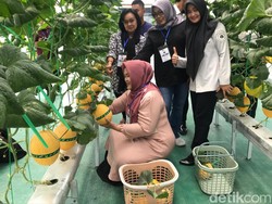 Laris Manis! Ratusan Melon di Rutan Boyolali Ludes Dipetik Pengunjung