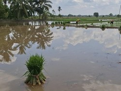 1.100 Hektare Sawah di Ogan Ilir Terancam Gagal Tanam