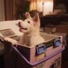 5 Rekomendasi Film Akhir Pekan, Gohan hingga Top Gun