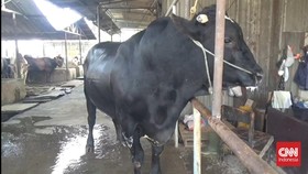 'Sambo Hitam', Sapi Kurban Presiden untuk Warga Kota Tangerang