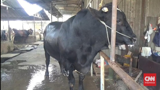 Presiden Prabowo berkurban sapi brangus 1,1 ton untuk masyarakat Kota Tangerang pada Iduladha 1447 Hijriah. Sapi bernama Sambo dirawat khusus selama 3 tahun..