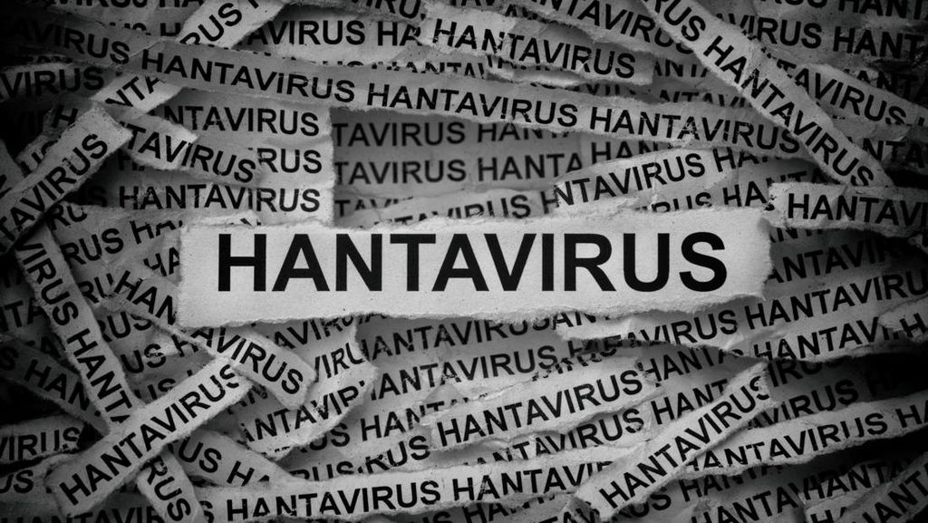 Bisakah Hantavirus Menular Antarmanusia? Ini Penjelasan BRIN