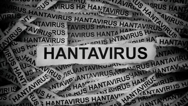Empat kasus hantavirus di DKI Jakarta menimbulkan kekhawatiran. Peneliti BRIN menjelaskan penularan, gejala, dan langkah pencegahan yang tepat.