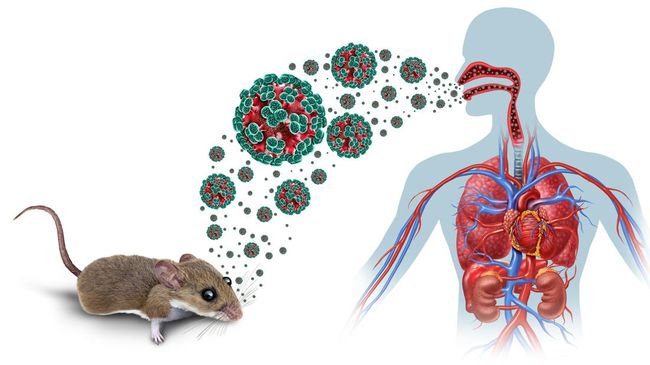 Hantavirus merupakan virus RNA yang ditularkan melalui hewan pengerat seperti tikus liar.