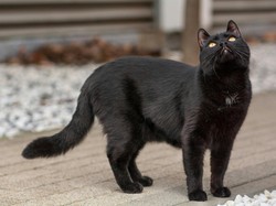 10 Jenis Kucing yang Dianggap Membawa Rezeki Menurut Primbon Jawa