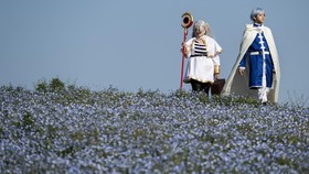 FOTO: Hamparan Bunga Nemophila Selimuti Hitachi Seaside Park di Jepang