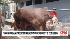 VIDEO: Penampakan Sapi Kurban Presiden Prabowo Bobot 1 Ton Lebih