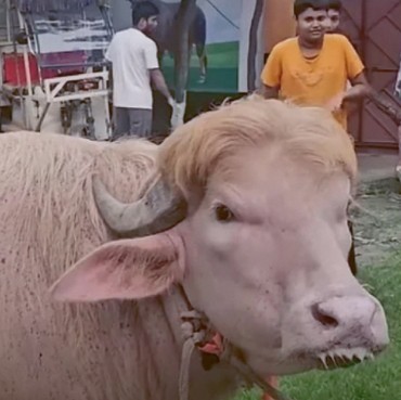 Viral Sapi Kurban 'Donald Trump' di Bangladesh, Wajahnya Dinilai Super Mirip!
