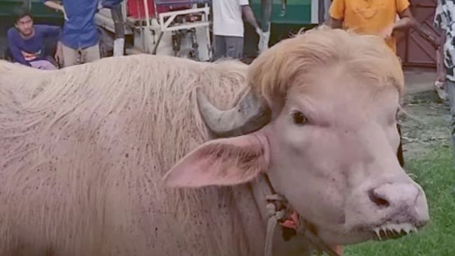 Viral Sapi Kurban Donald Trump di Bangladesh, Wajahnya Dinilai Super Mirip!