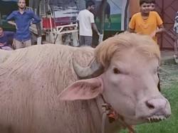 Viral Sapi Kurban 'Donald Trump' di Bangladesh, Wajahnya Dinilai Super Mirip!