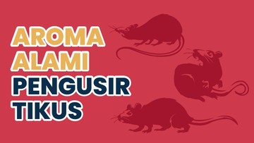 INFOGRAFIS: Aroma Alami Ini Ampuh Usir Tikus dari Rumah