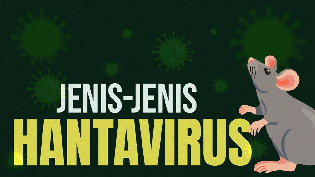 INFOGRAFIS: Ada Banyak Jenis Hantavirus, Apa Saja?