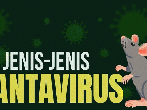 INFOGRAFIS: Ada Banyak Jenis Hantavirus, Apa Saja?