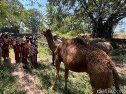 Peternak Mojokerto Ungkap Pelihara Unta Lebih Mudah dari Sapi