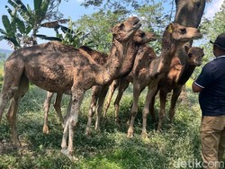 Unik, Peternakan di Mojokerto Ini Budidaya Unta Impor dari Australia