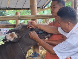 Cek Hewan Kurban Jelang Idul Adha, Distan Mataram Temukan Sapi Sakit Mata