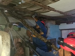 Benahi Plafon Rumah, Warga Cirebon Kaget Temukan Ular Sanca 4 Meter
