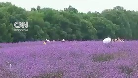 Hamparan Bunga Verbena di China Bikin Pengunjung Kepincut