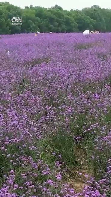 Hamparan Bunga Verbena di China Bikin Pengunjung Kepincut