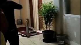 Viral Ular King Kobra Masuk ke Kantor BRIN Puspitek Serpong
