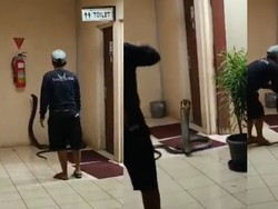 Ngeri! King Cobra Masuk Toilet Karyawan, Netizen: Langsung Resign Aja