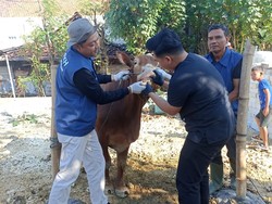 Jelang Idul Adha, Bagaimana Kasus PMK di Lamongan?