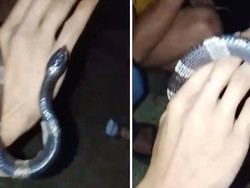 Video Pemuda di Bogor Meninggal Digigit Ular Weling, Sempat Dijadikan Mainan